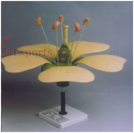 TYPICAL FLOWER